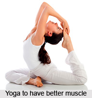 Impact of Yoga Asanas on Muscular System