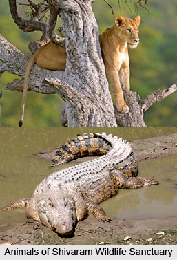 Shivaram Wildlife Sanctuary, Karimnagar District, Telangana