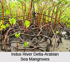 Indus River Delta-Arabian Sea Mangroves Forest