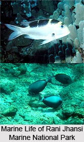Rani Jhansi Marine National Park, Andaman and Nicobar Islands