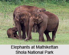 Mathikettan Shola National Park, Idukki District, Kerala