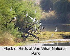 Van Vihar National Park, Bhopal, Madhya Pradesh