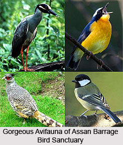 Assan Barrage Bird Sanctuary, Uttarakhand