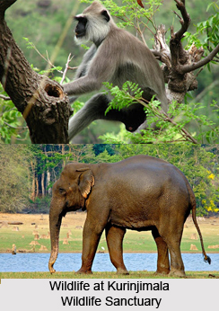 Kurinjimala Wildlife Sanctuary, Idukki District, Kerala