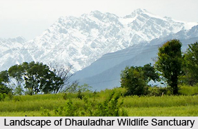 Dhauladhar Wildlife Sanctuary, Kangra District, Himachal Pradesh