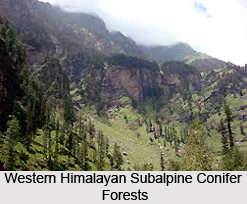Western Himalayan Sub-alpine Conifer Forests