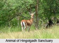 Hingolgadh Sanctuary, Gujarat