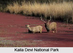 Kaila Devi National Park, Rajasthan