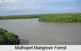 Muthupet Mangrove Forest, Thiruvarur district, Tamil Nadu