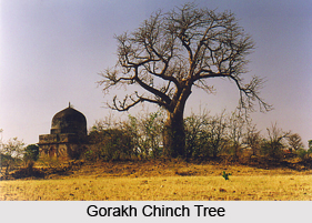 Gorakh Chinch, Indian Tree