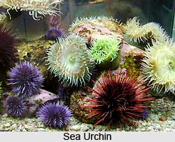 Sea Urchins, Indian Marine Species