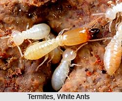 Termites, White Ants