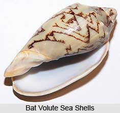 Volutes, Indian Marine Species