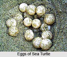 Turtle, Marine Species