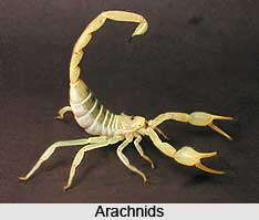 Arachnids