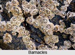 Barnacles, Indian Marine Species