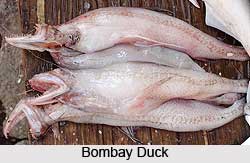 Bombay Duck, Indian Fish