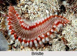 Bristle Worm