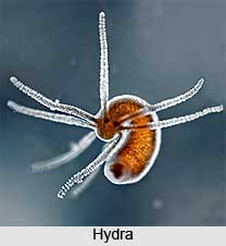 Hydra, Freshwater Animal