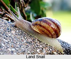 Land Snails, Snails
