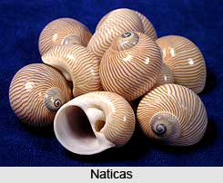Naticas, Indian Marine Species