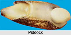 Piddocks, Indian Marine Species