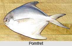 Pomfret, Fish, Indian Marine Species