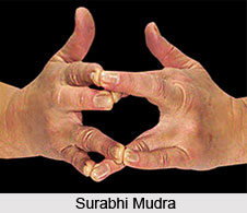Surabhi Mudra, Types of Mudras