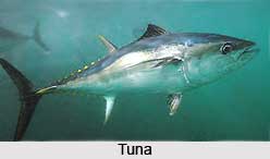 Tuna, Fish, Indian Marine Species