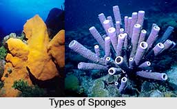 Types of Sponges
