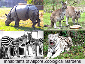 Alipore Zoological Gardens, Kolkata