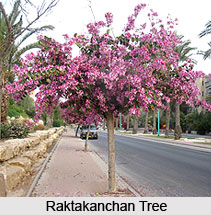 Orchid Tree, Raktakanchan