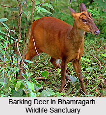 Bhamragarh Wildlife Sanctuary