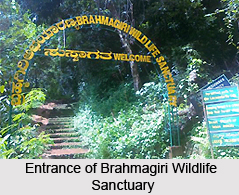 Brahmagiri Wildlife Sanctuary, Karnataka