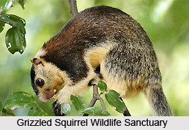 Grizzled Squirrel Wildlife Sanctuary, Chennai
