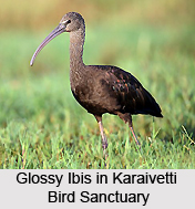 Karaivetti Bird Sanctuary, Tamil Nadu