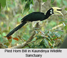 Kaundinya Wildlife Sanctuary, Andhra Pradesh