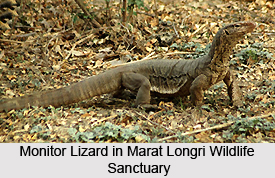 Marat Longri Wildlife Sanctuary, Assam