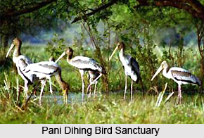 Pani Dihing Bird Sanctuary, Assam