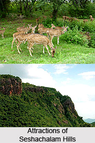 Seshachalam Hills, Andhra Pradesh