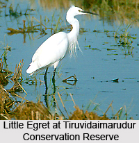 Tiruvidaimarudur Conservation Reserve, Tamil Nadu