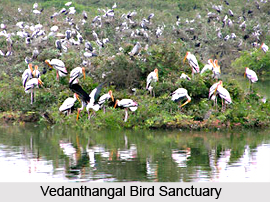 Vedanthangal Bird Sanctuary, Tamil Nadu