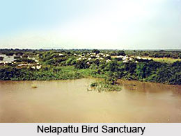 Nellore District, Andhra Pradesh
