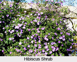 Hibiscus Shrub in India