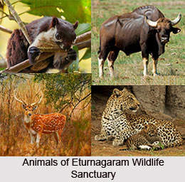 Eturnagaram Wildlife Sanctuary, Warengal District, Telangana
