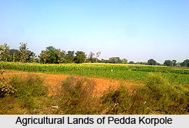 Pedda Korpole, Warangal District, Telangana