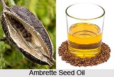 Ambrette Seed Oil