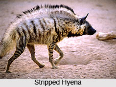 Striped Hyena, Indian Animal