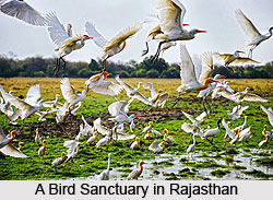 Flora and Fauna of Rajasthan