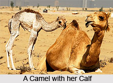 Camel, Indian Animal